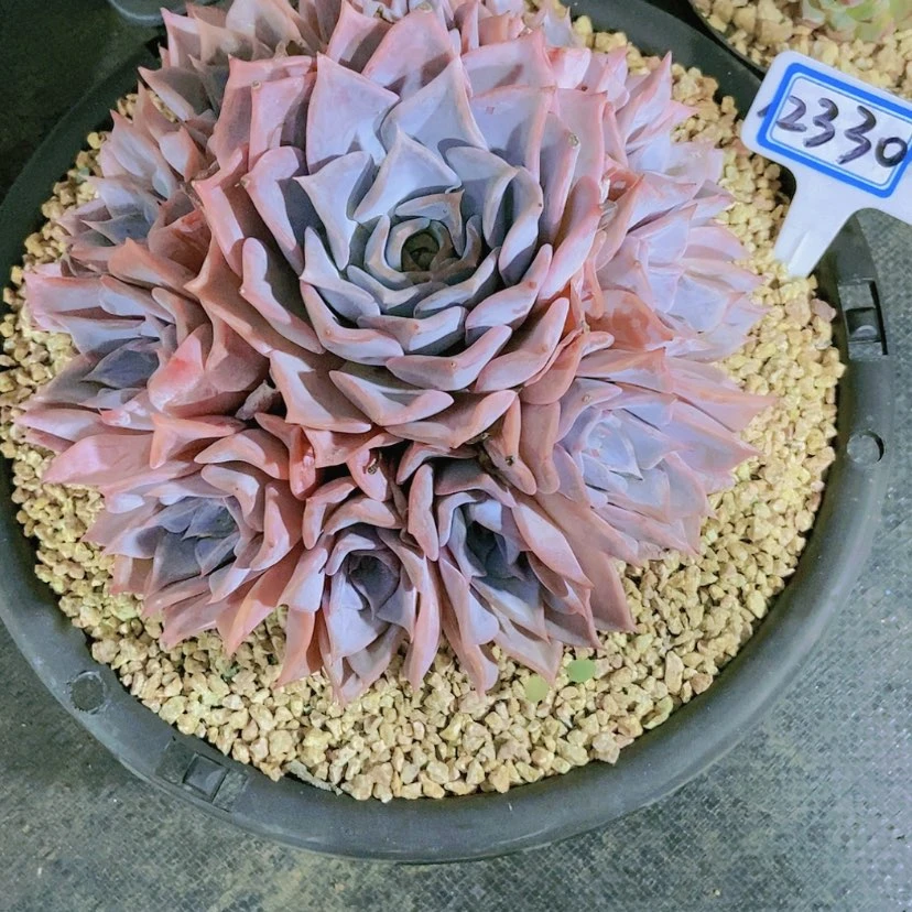 【闪购商品】心**飞2330