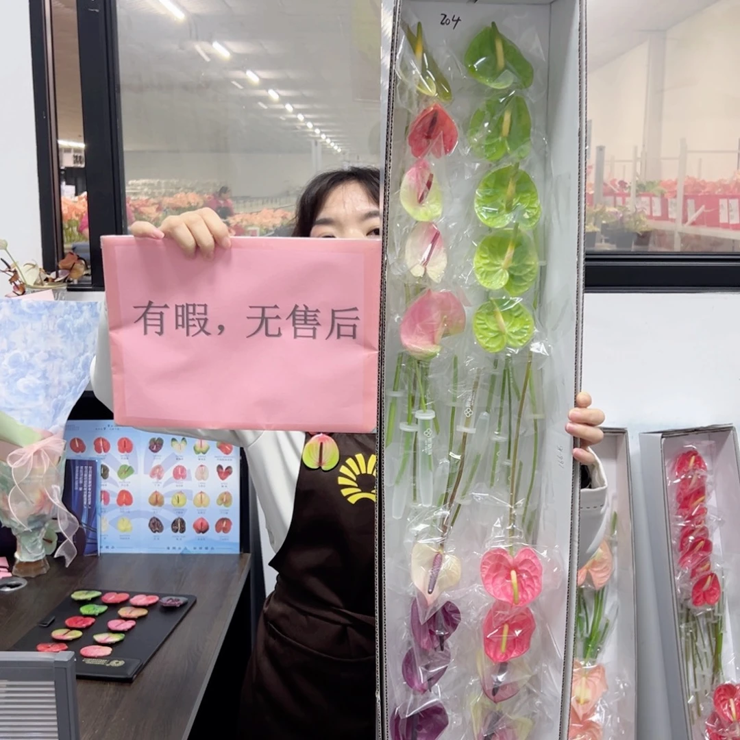 完全开放混色-20枝装无售后款204