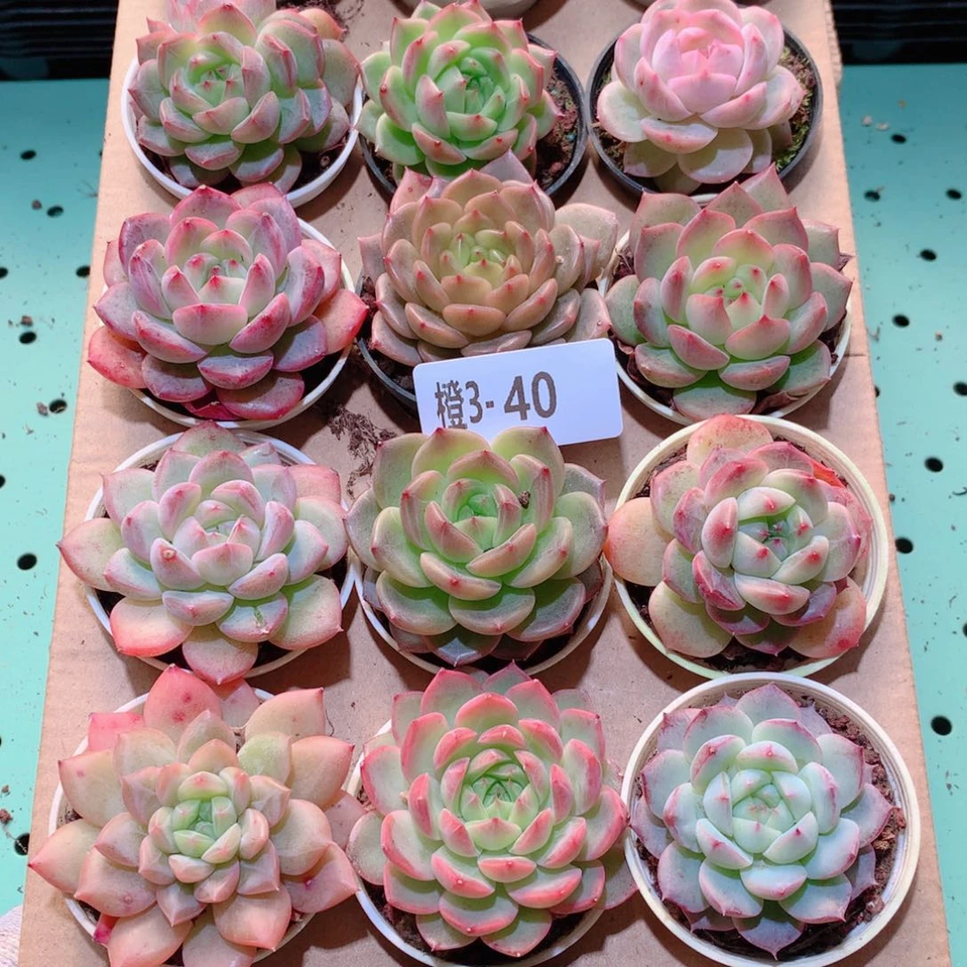 3-40一物一拍多肉带盆18颗