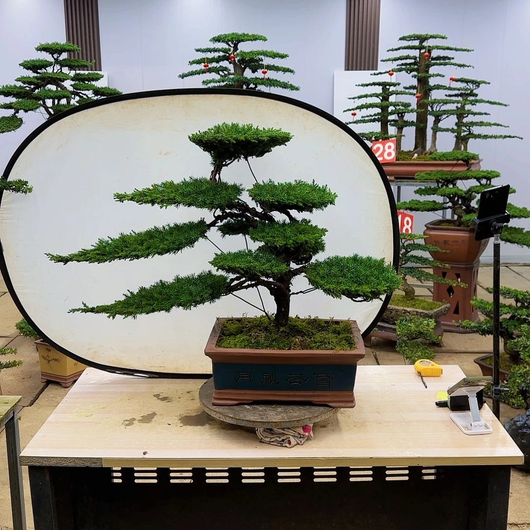 盆景直播间一物一拍北*