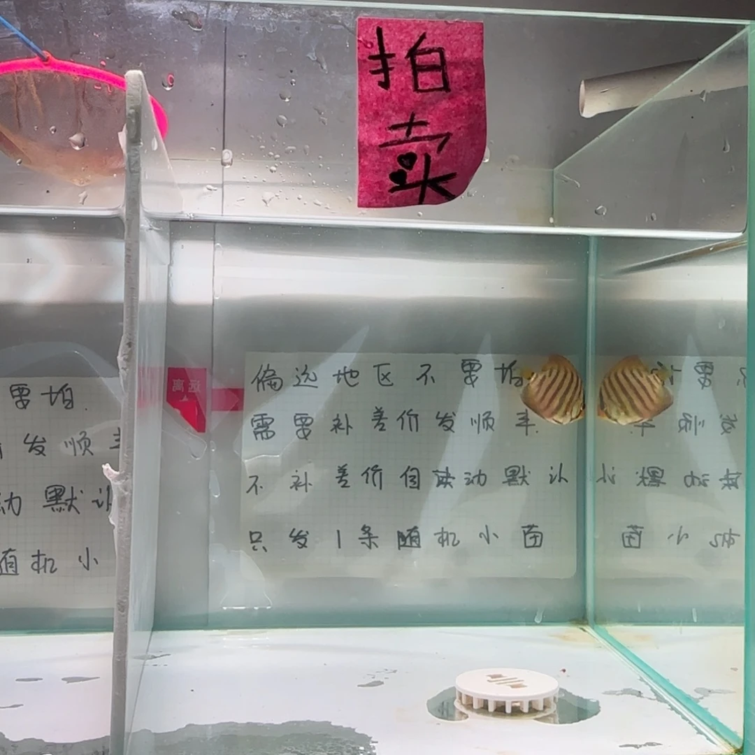 七彩神仙鱼肉身4，偏远地区不拍