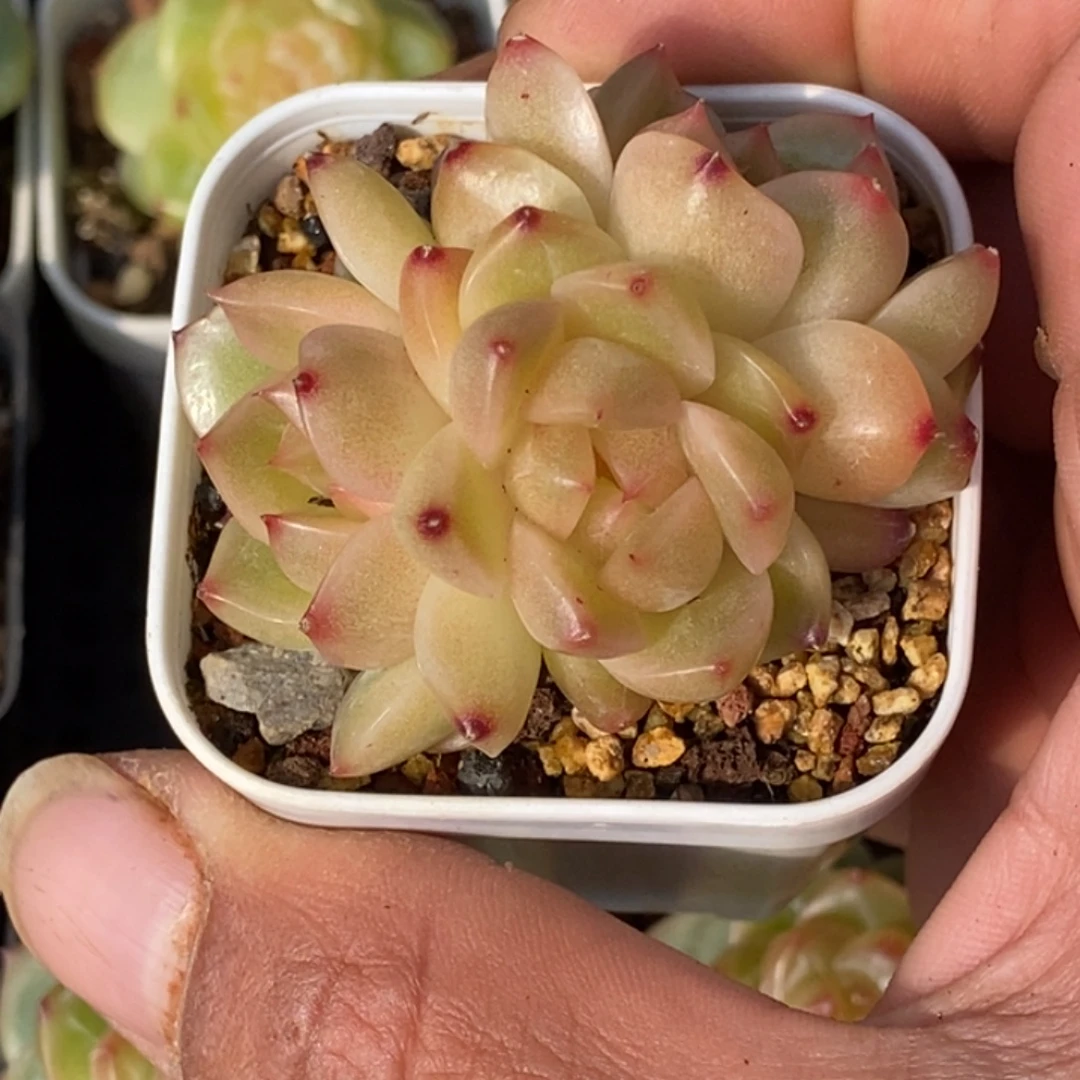 天官赐福百无禁忌