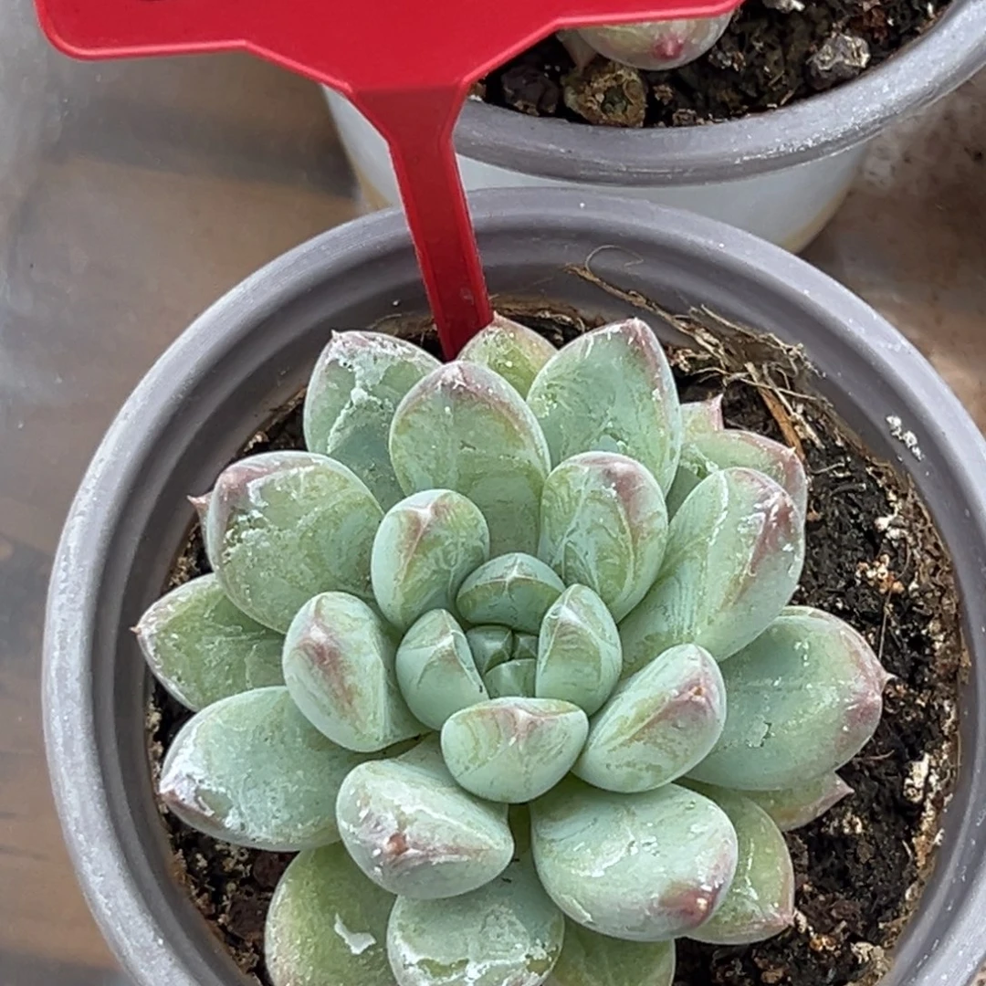 新品美人多肉植物086