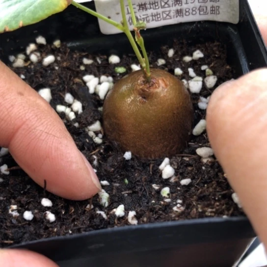 5644，2.5厘米龟甲龙特价