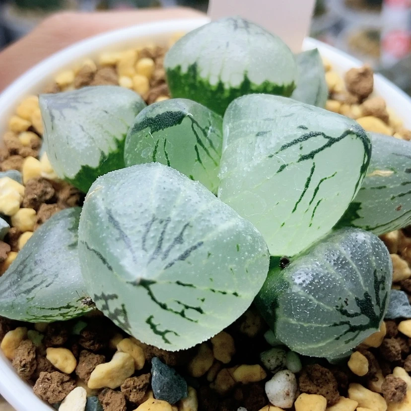 【闪购商品】杨贵妃50