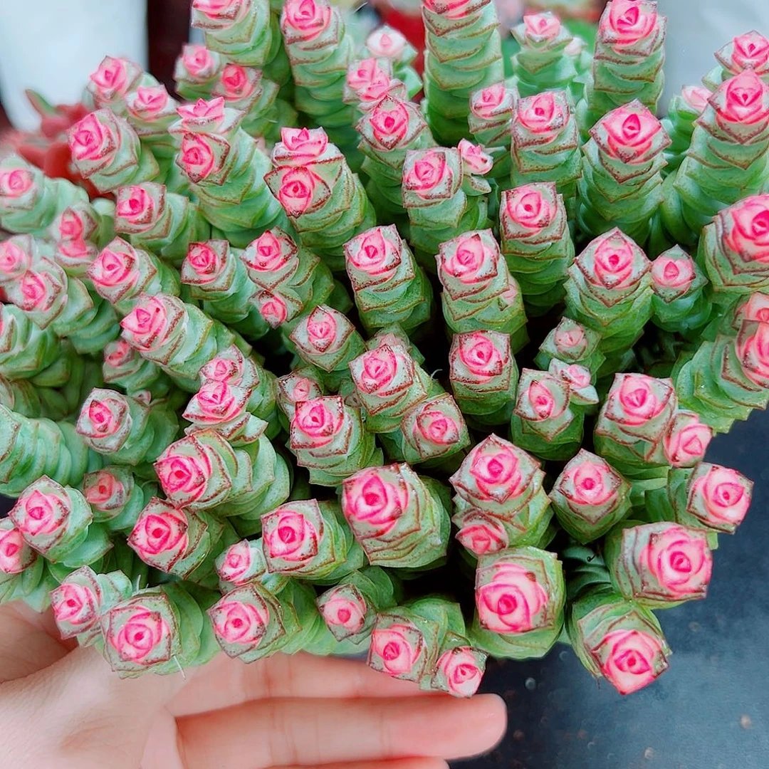 钱多多，直播间那一颗多头