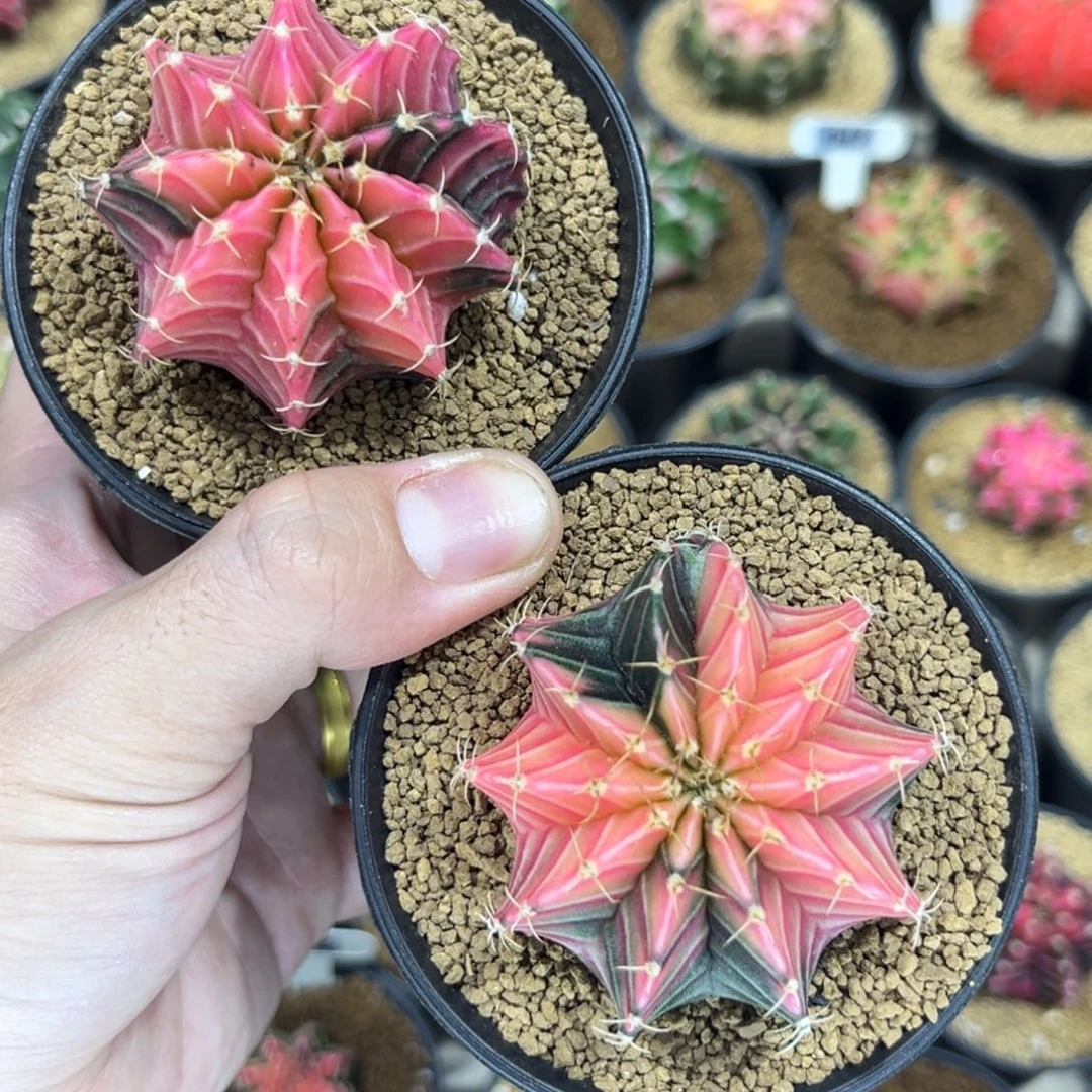 肋骨锦组合————————