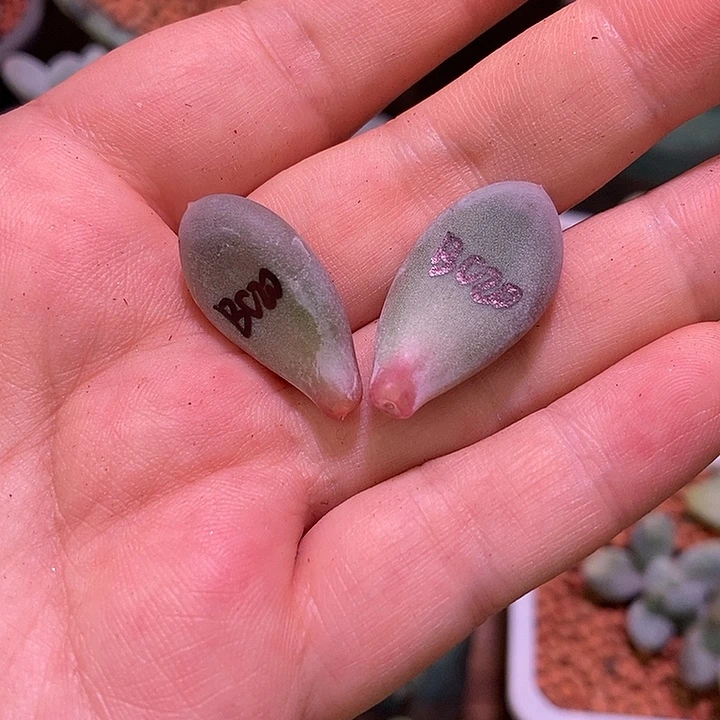 *****C20奶酪锦多肉植物