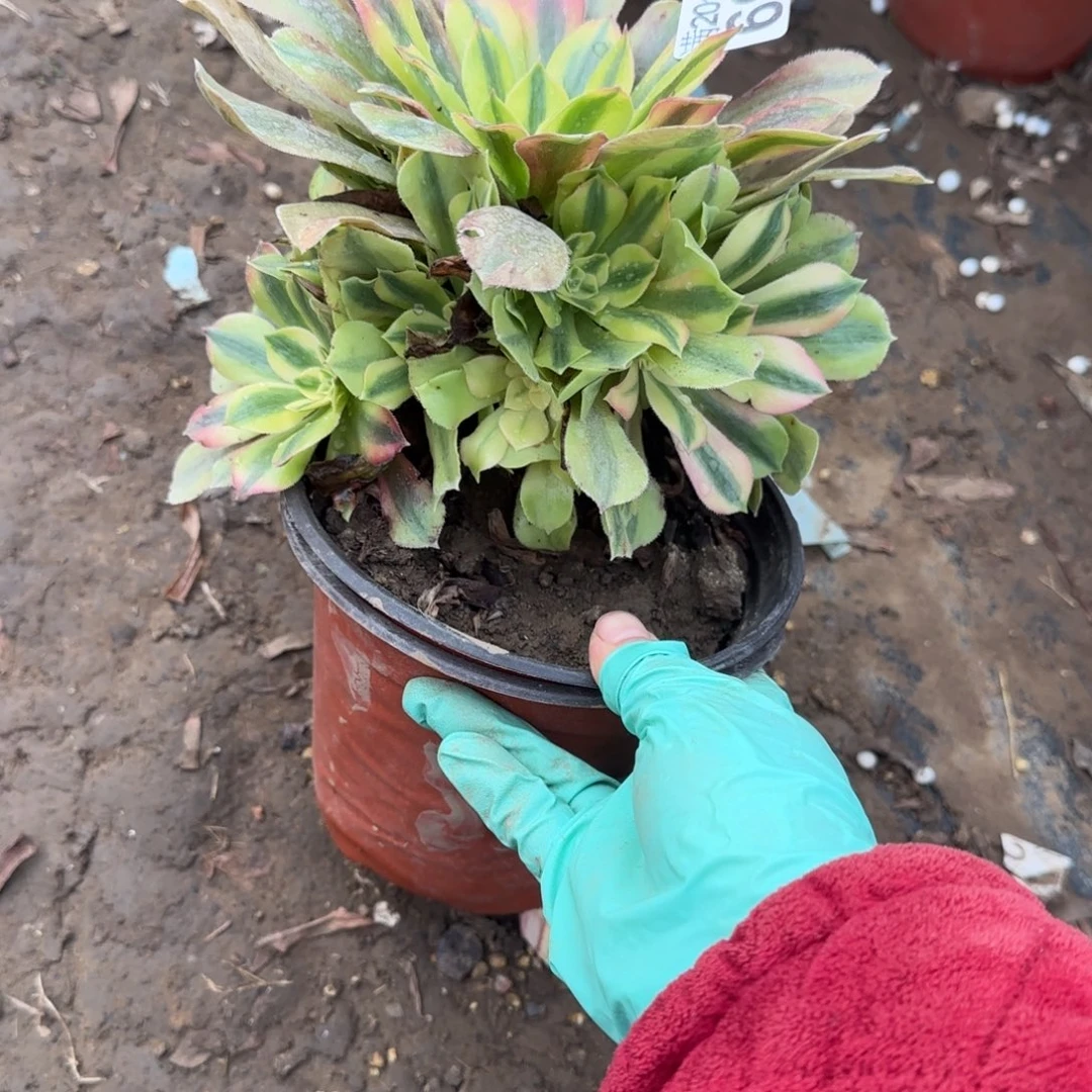 洛神690满20包邮断枝不包