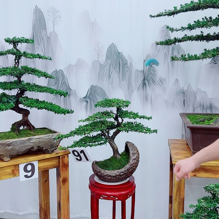 无花朵松柏盆景，一物一拍