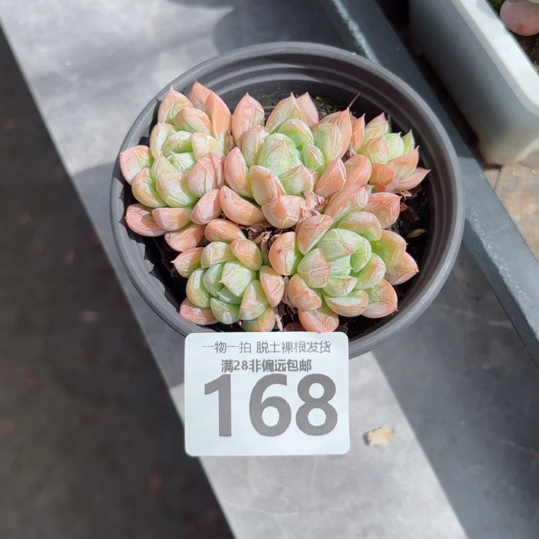 爱莎群无盆土发货