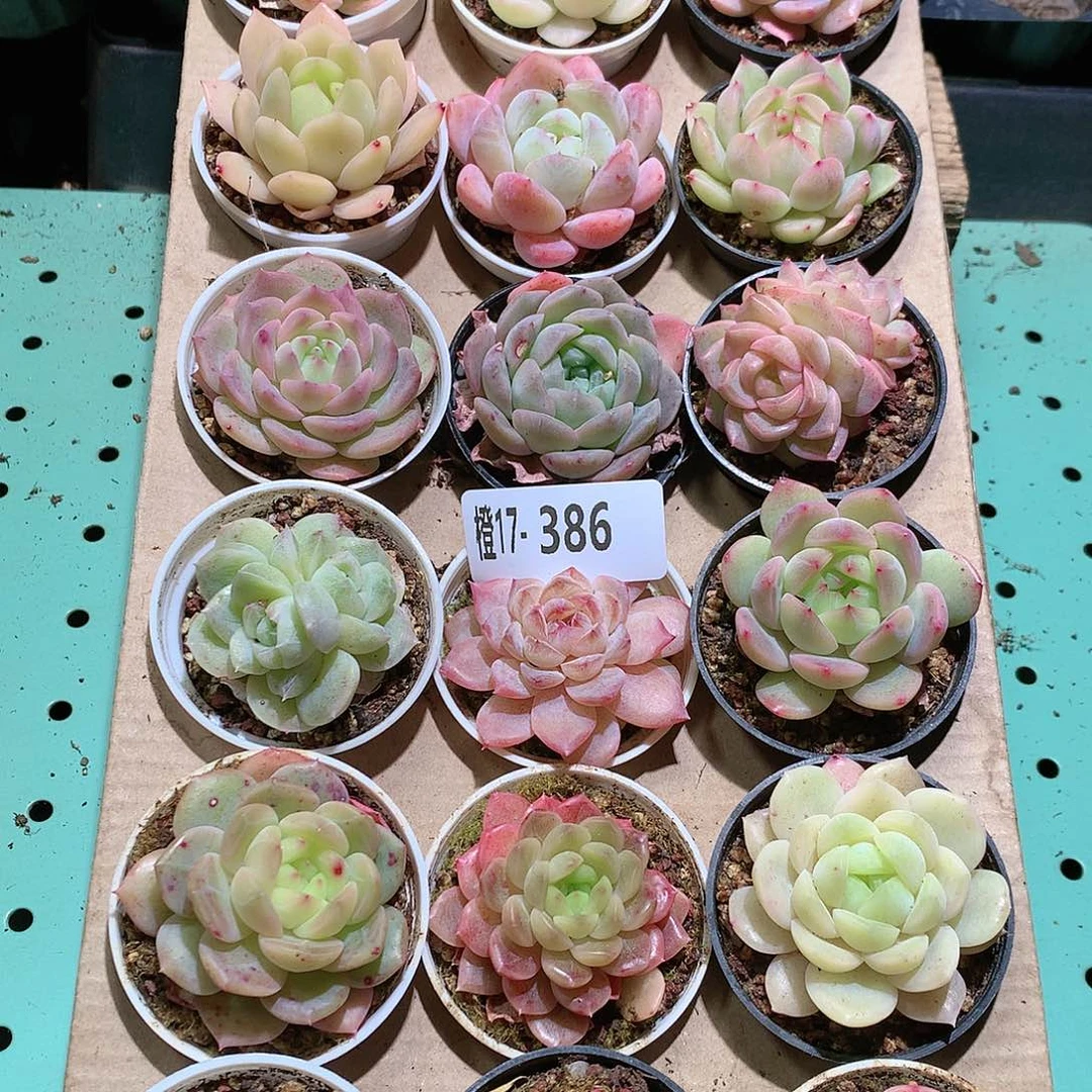 17-386一物一拍带盆18颗