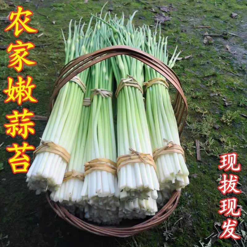 苏北本地洋蒜苔白帽粗蒜苔当天现剥现发烧肉特香甜嫩糯