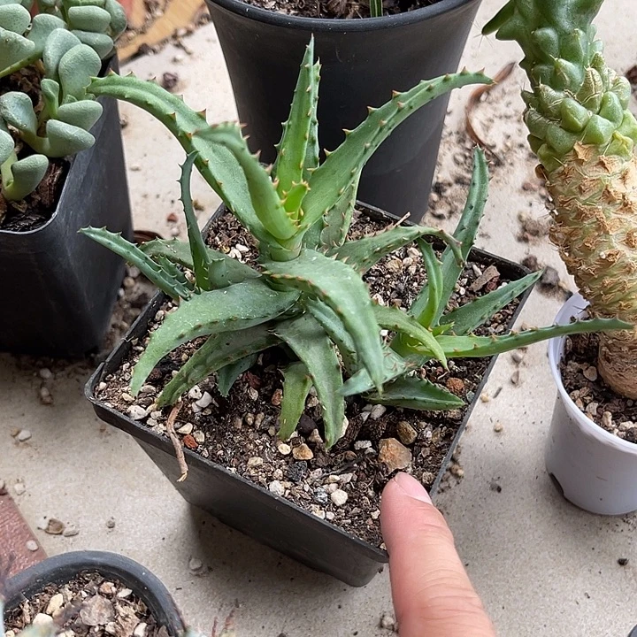无花朵卡萨帝芦荟一物一拍