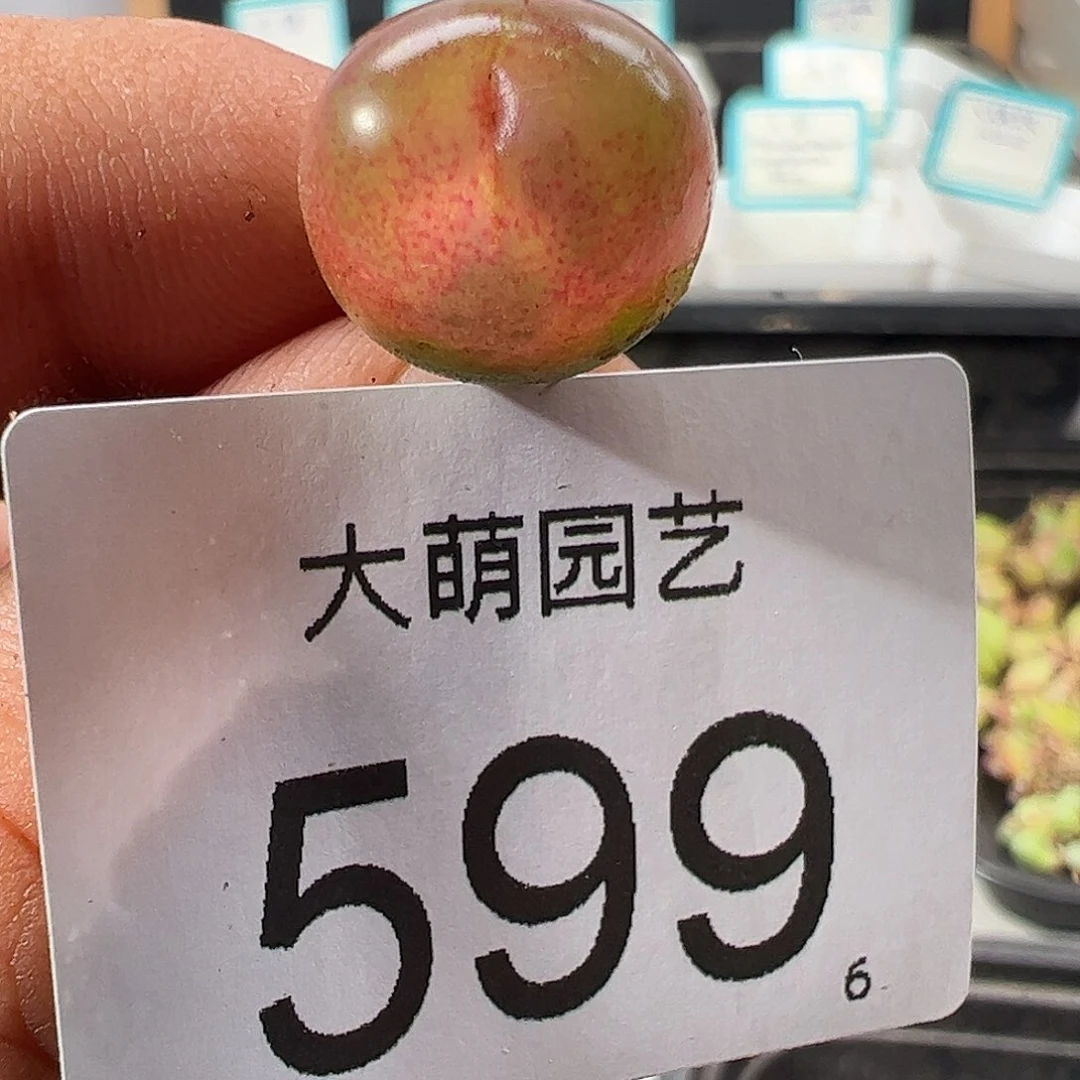 0000599 一物一拍……