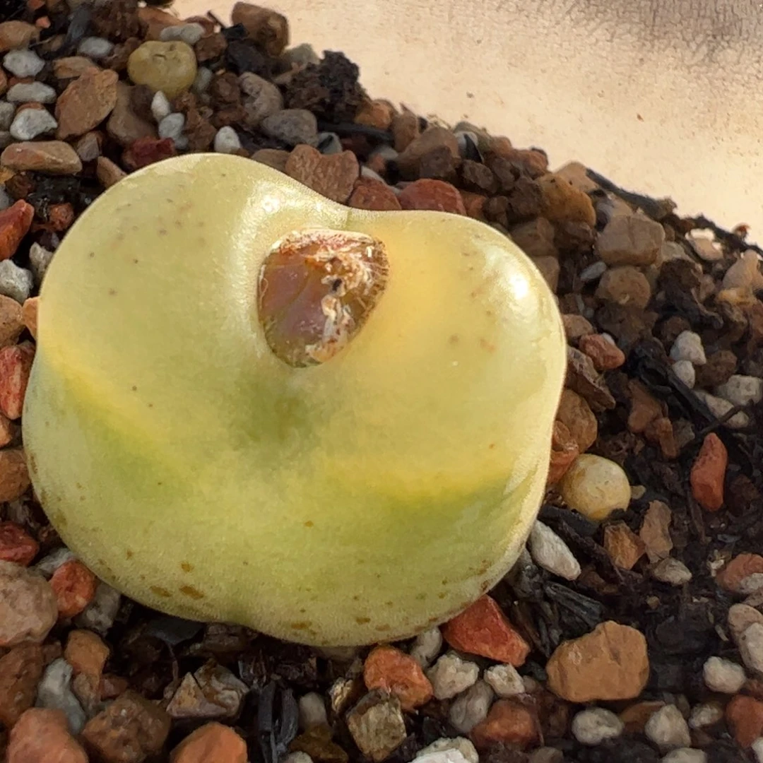 O泡多肉植物百科