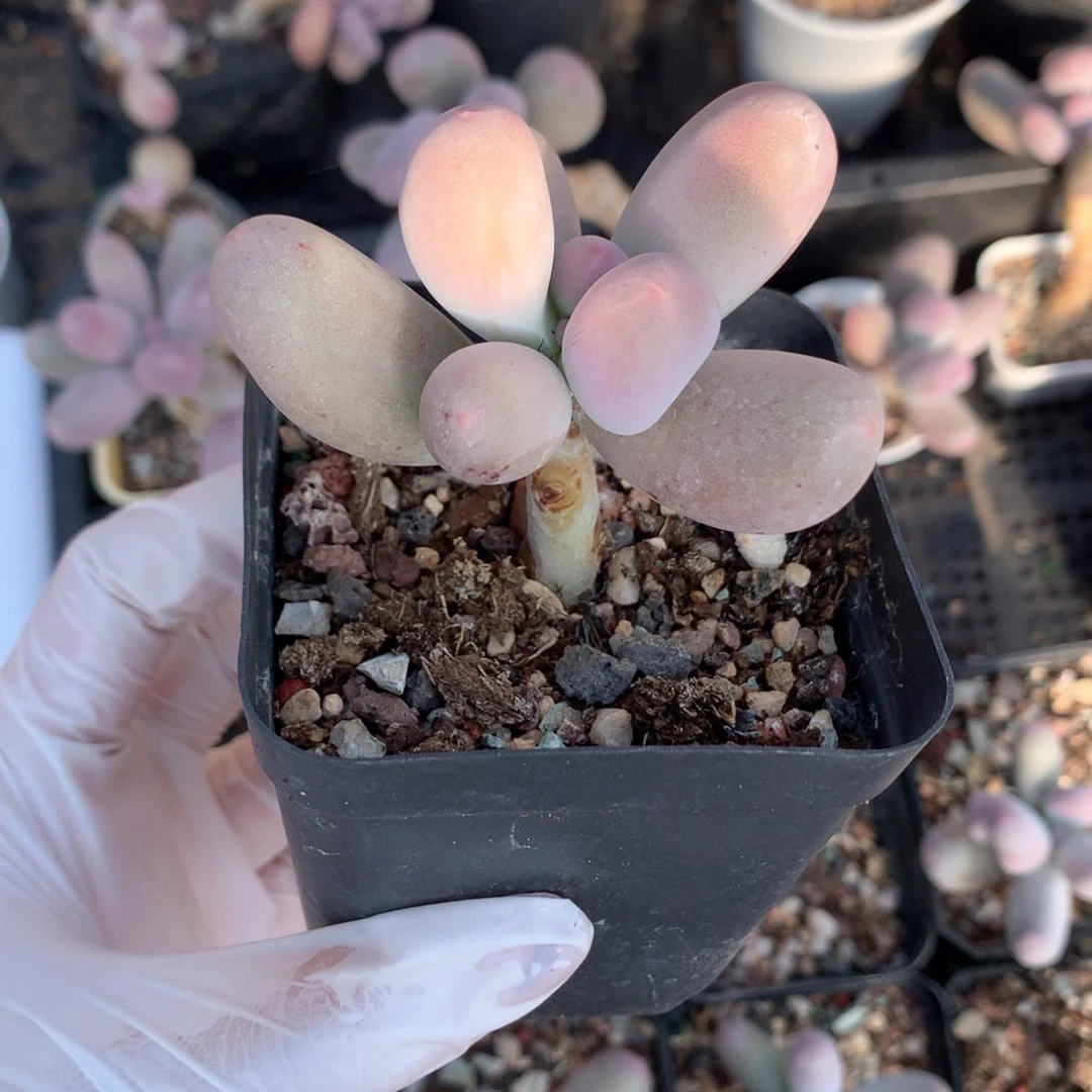 米可奶酪多肉米可奶