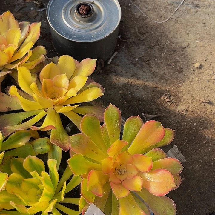 红袖带土球5厘米满9.9包邮