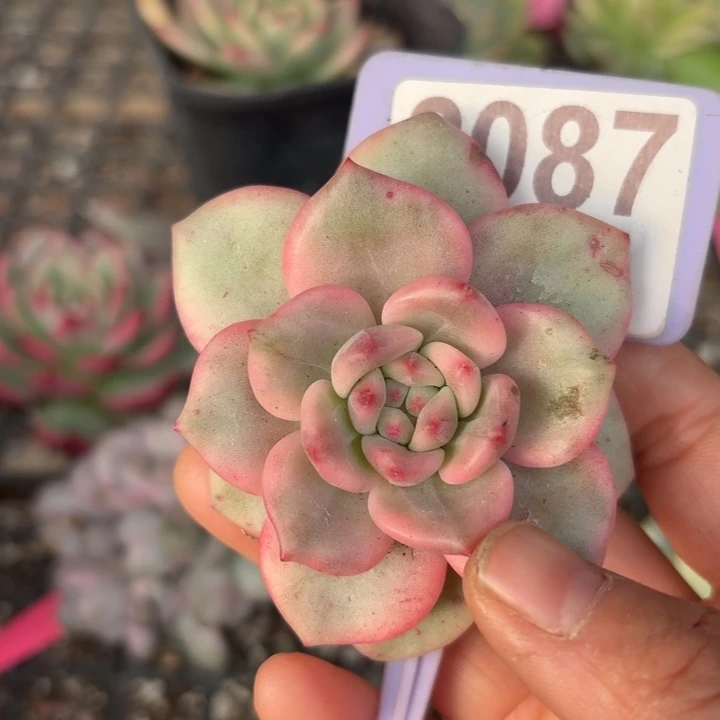 爱丽儿锦多肉植物