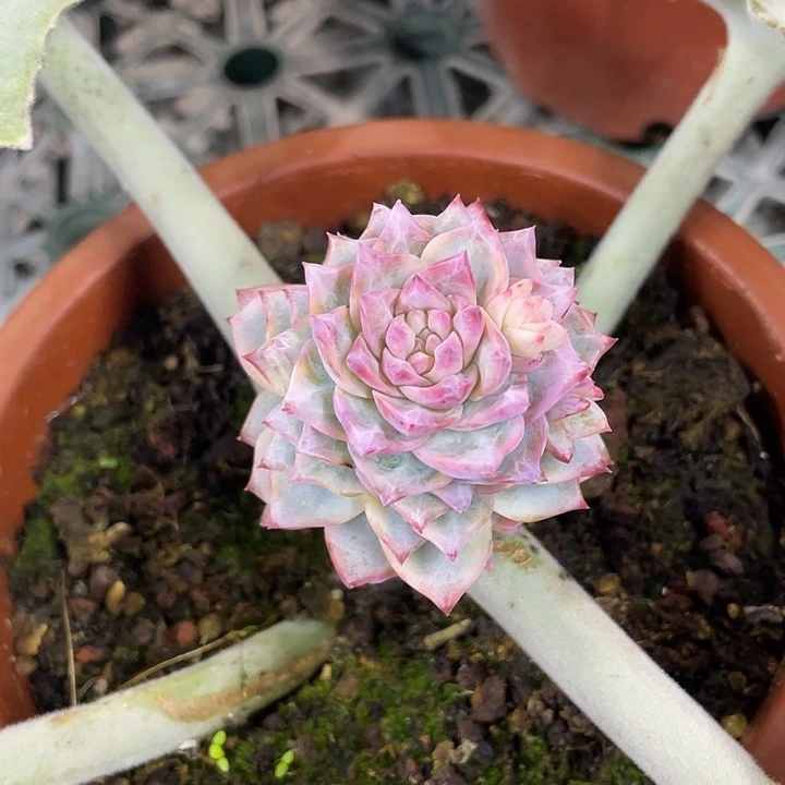 粉蓝鸟锦一物一拍