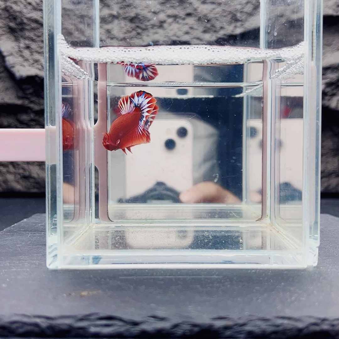 海水鱼宙斯斗鱼竞拍11-11