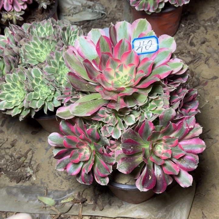 多肉植物妖月法师40