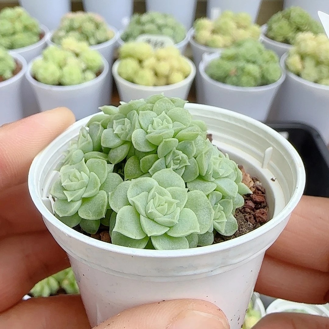 【闪购商品】0926-142优选麦杆