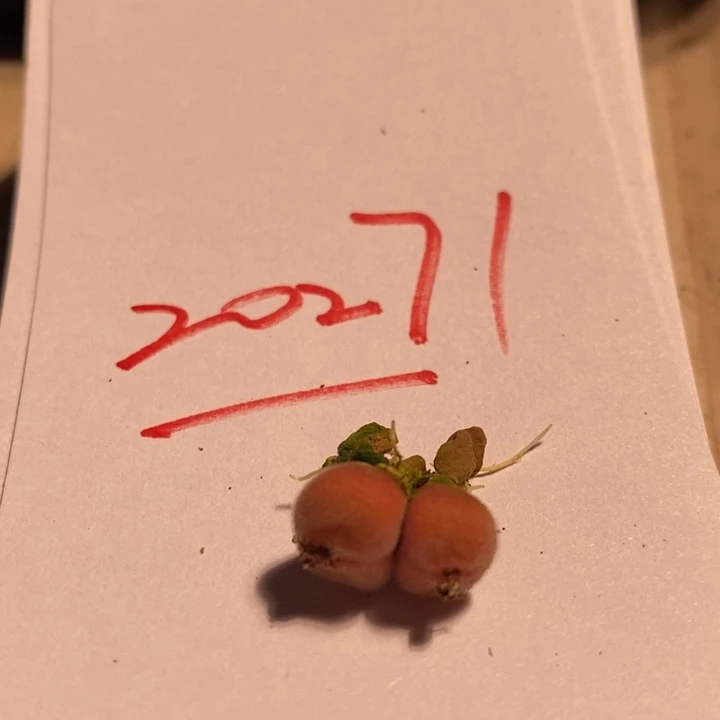 ?****?20271一个一个一个