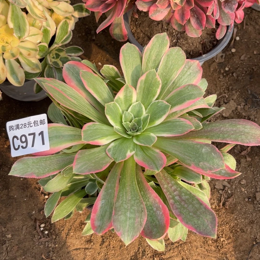 971多肉植物女妖