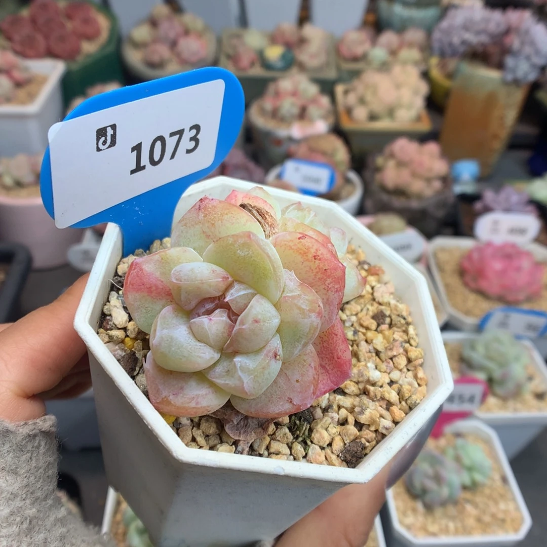 1073双头冰玉石化多肉