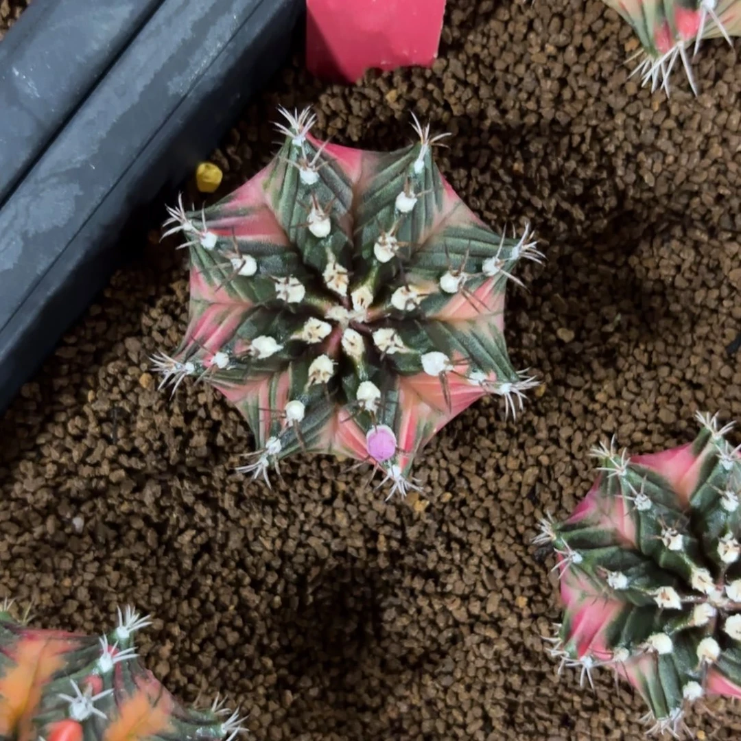 L740-1218泰国发货 cleo