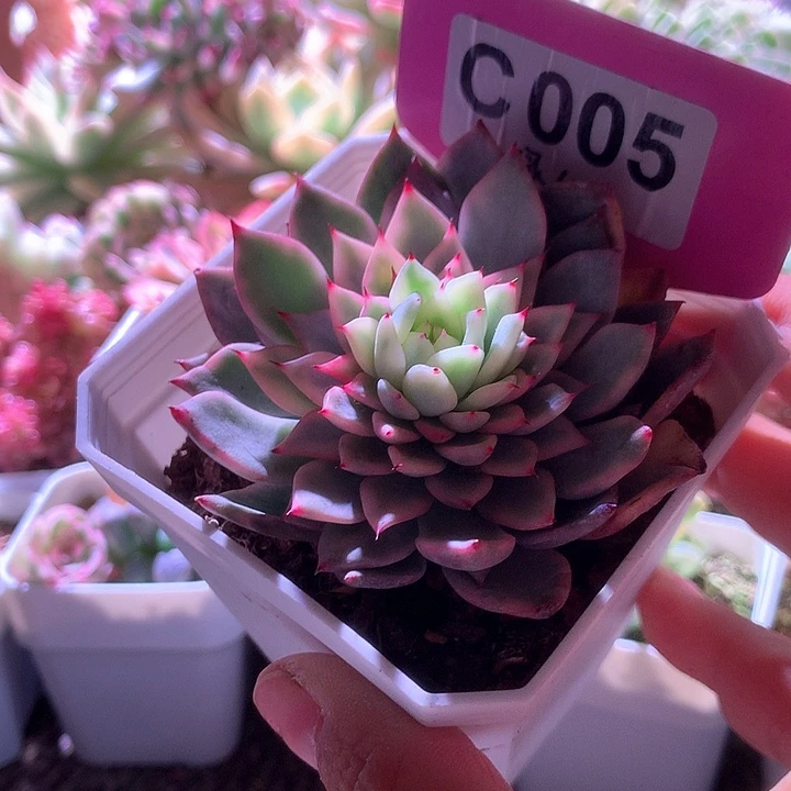 绿爪覆轮锦有根有