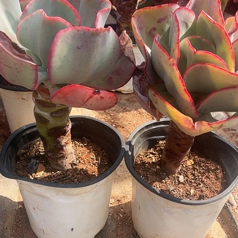 爱***凉A62 包菜系列 2 棵