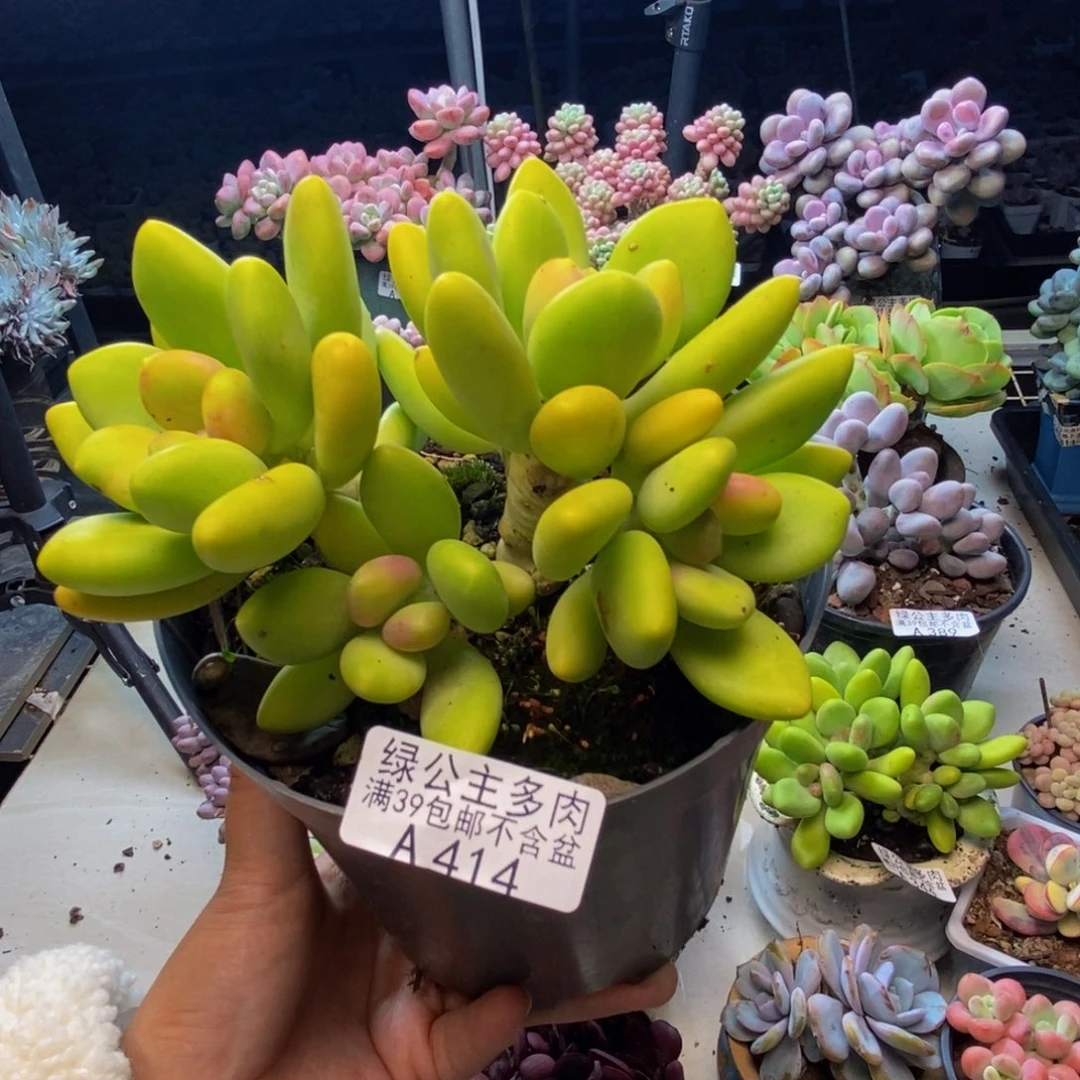 414金蟾芒果奶多肉11cm