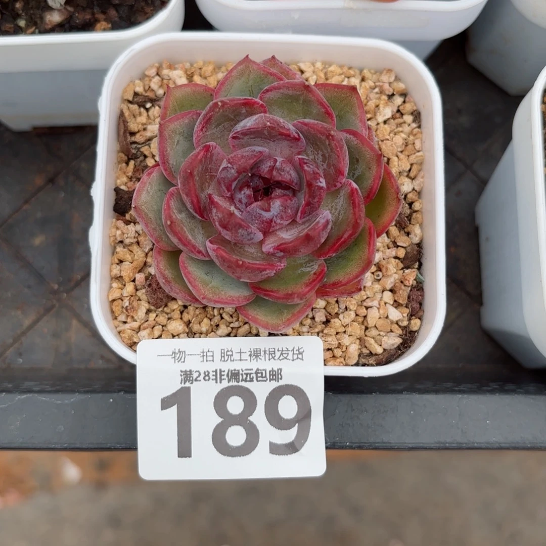 蓝莓单头无盆土发货