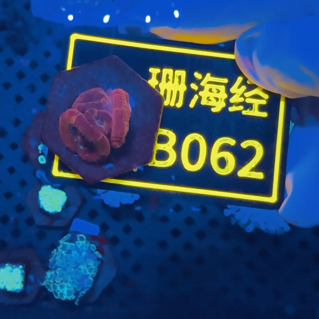 袖***刀纽扣珊瑚晓晓不包邮糖果脑B062