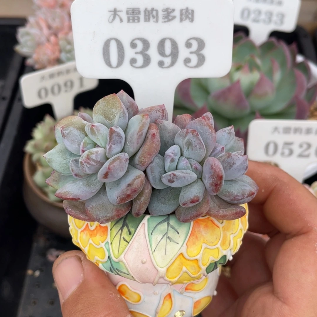 0393橙子石化不带盆7厘米