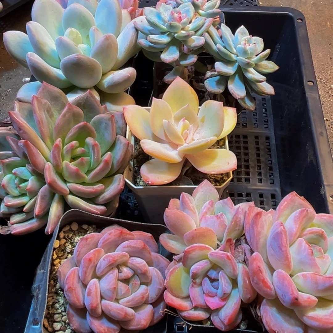 477多肉植物的生长发育规律及