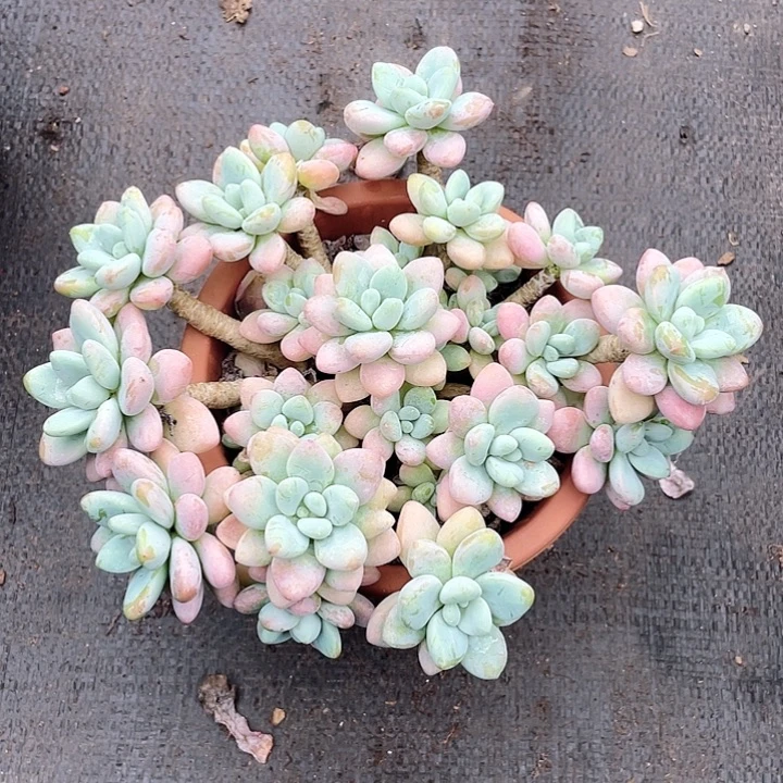 老桩群生洛神24cm