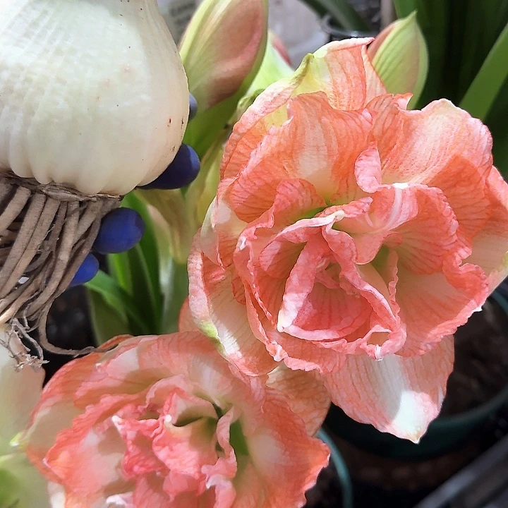 童话故事直径7厘米进口，外皮软，不影响开花