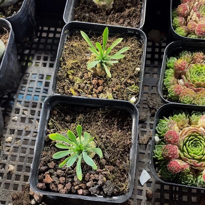 小菠萝带哦土发货