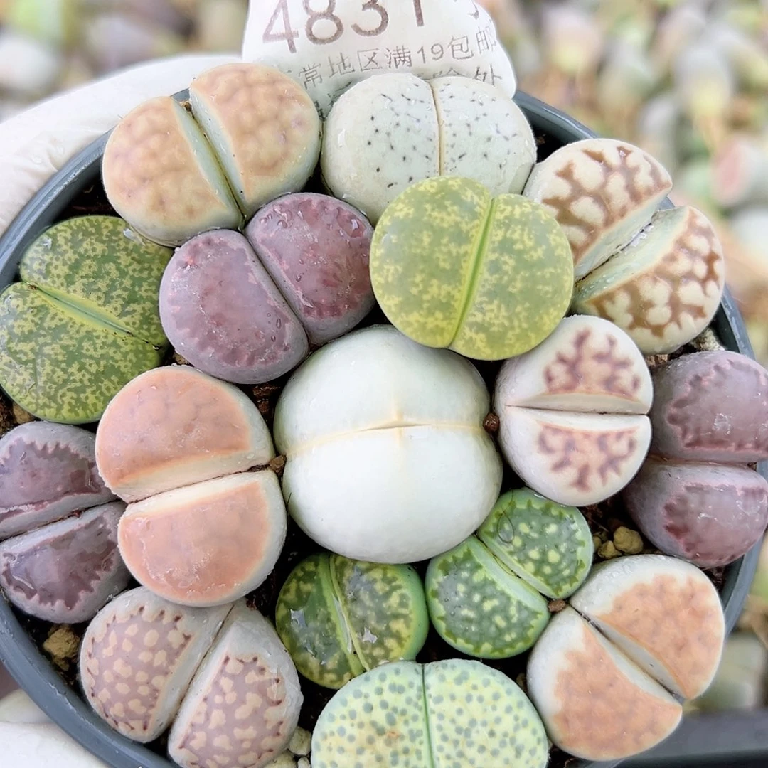 4831 好养易活生石花大母本