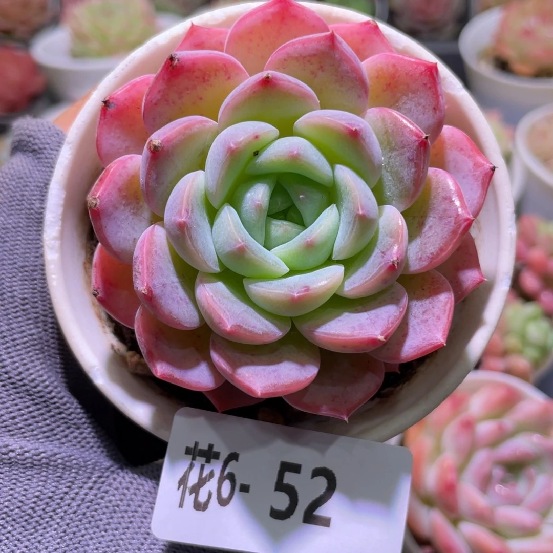 花利美6-52新品
