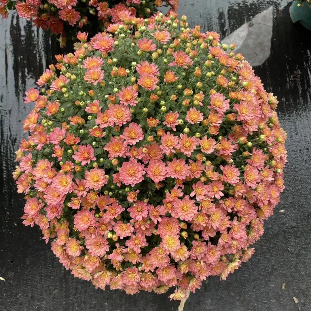 【桃之夭夭】 千头球菊 盆栽耐热耐寒 多季开花适合庭院阳台养护