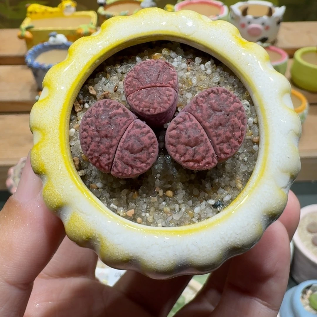 蘑菇1218紫折榴多肉植物