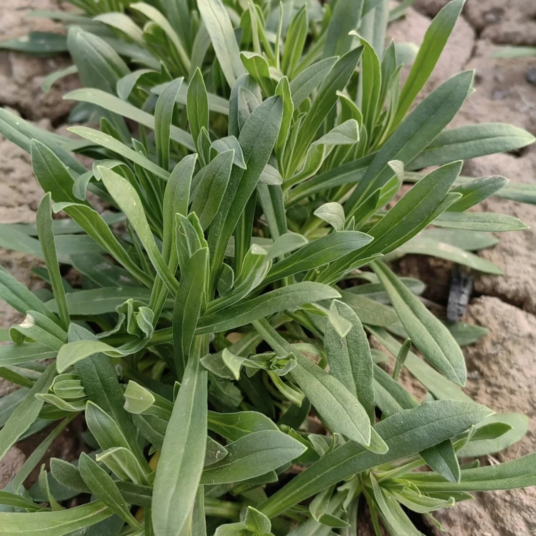 3斤净重 面条菜山野菜地头鲜野菜净重包邮河南当地特产新鲜次日达