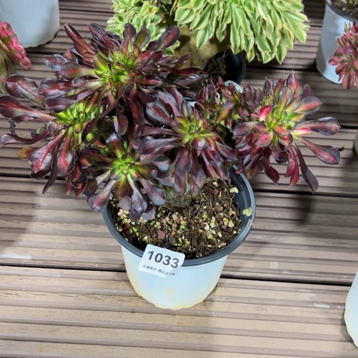 1033七彩缀化（香奈儿花蝴蝶缀）