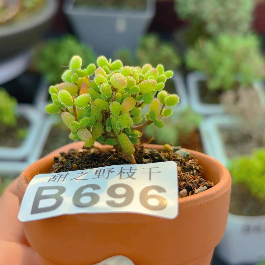 带盆优选蜜叶糖球696。