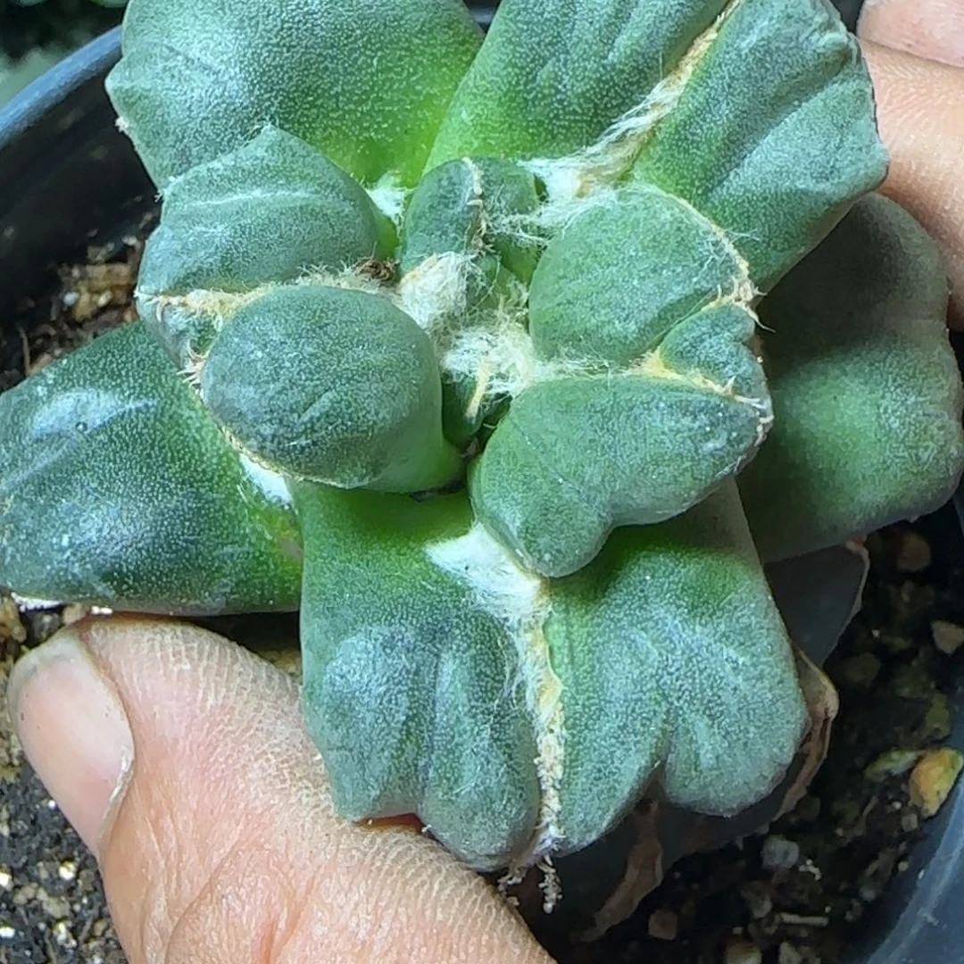 汇***浦无花朵推荐蝴蝶547