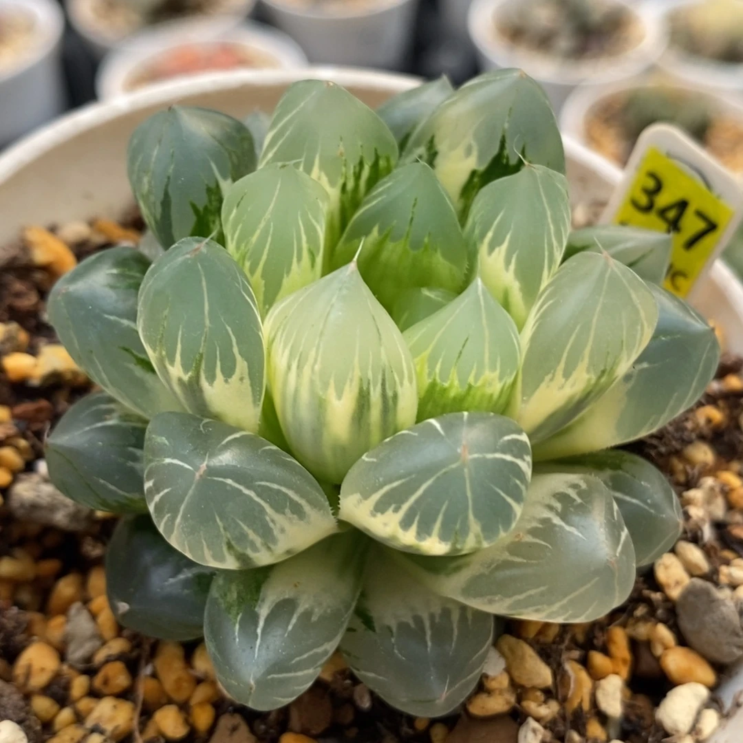 347水晶×冰川玉露锦